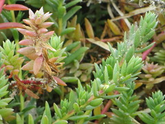 Chenolea diffusa
