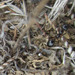 Aphaenogaster patruelis - Photo (c) sue_meiman, μερικά δικαιώματα διατηρούνται (CC BY-NC), uploaded by sue_meiman