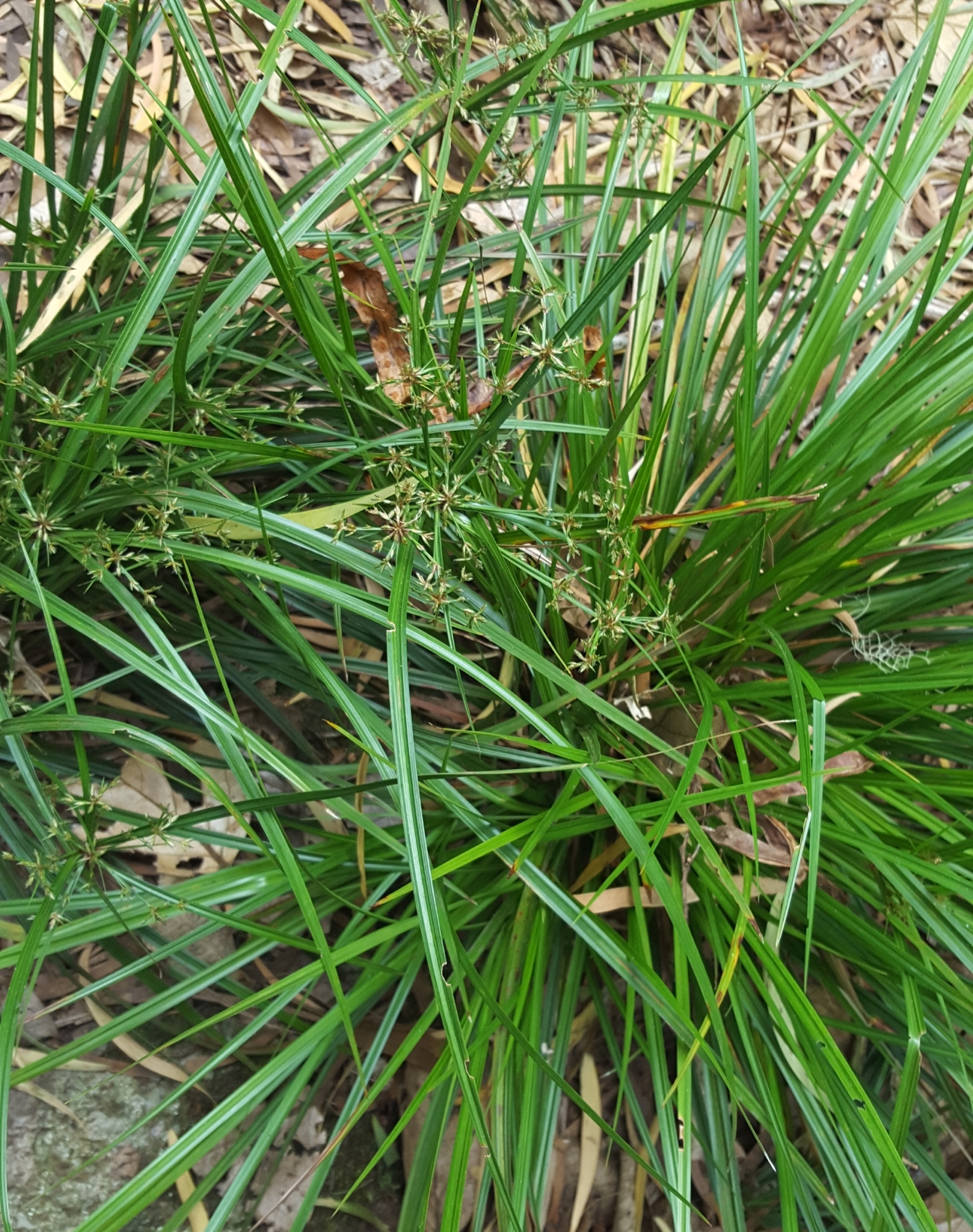 (c) François Rousseu, certains droits réservés (CC BY-NC) https://www.inaturalist.org/observations/101817367