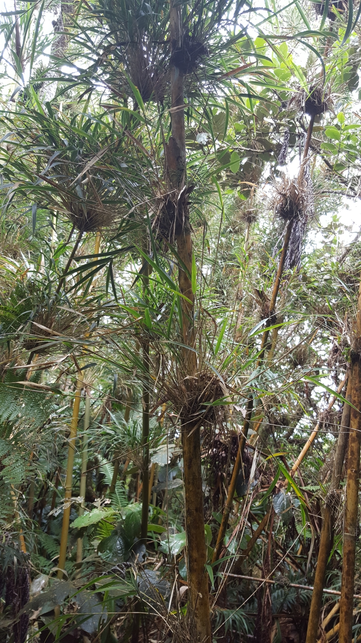 (c) François Rousseu, certains droits réservés (CC BY-NC) https://www.inaturalist.org/observations/101818036