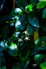 Cryptolepis capensis