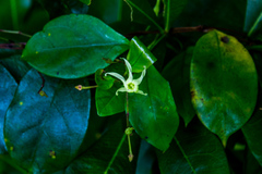 Cryptolepis capensis