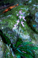 Stenoglottis fimbriata