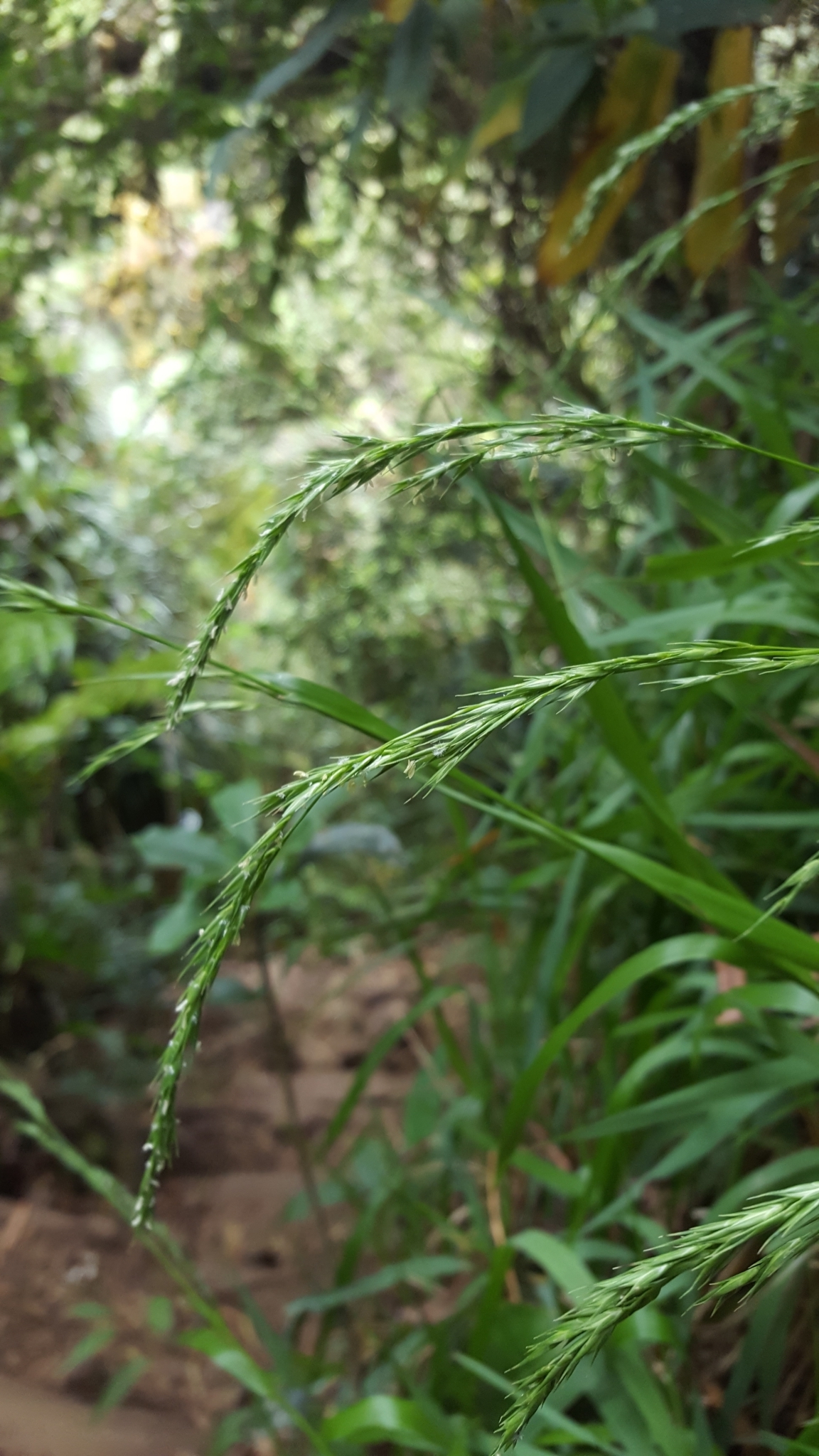 (c) François Rousseu, certains droits réservés (CC BY-NC) https://www.inaturalist.org/observations/101818043