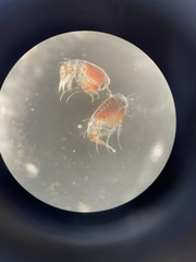 Themisto abyssorum