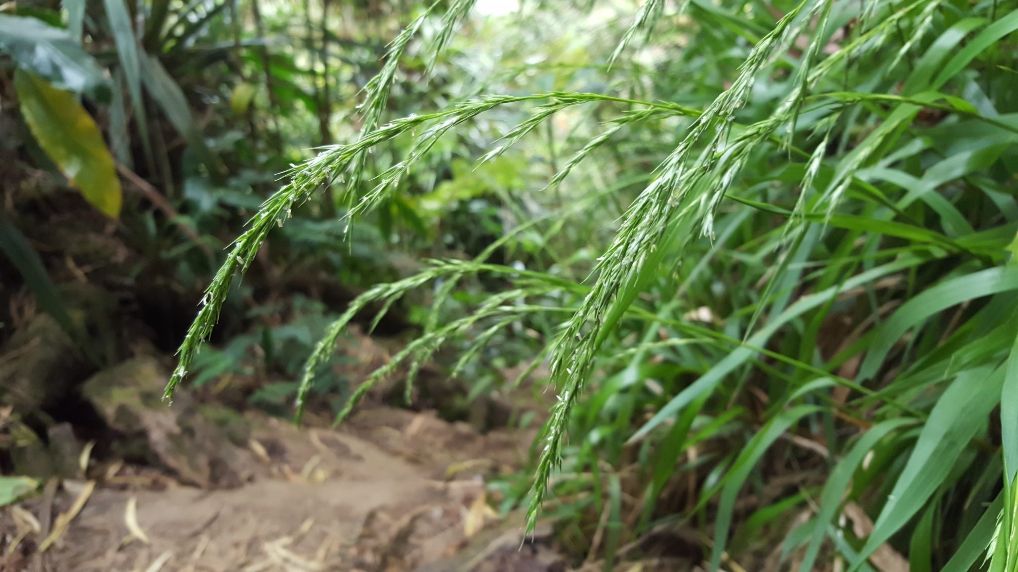 (c) François Rousseu, certains droits réservés (CC BY-NC) https://www.inaturalist.org/observations/101818043