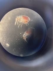 Themisto abyssorum
