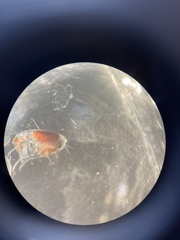Themisto abyssorum