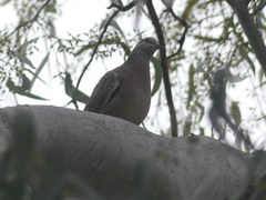 Streptopelia chinensis