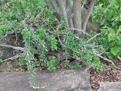 Pachypodium saundersii
