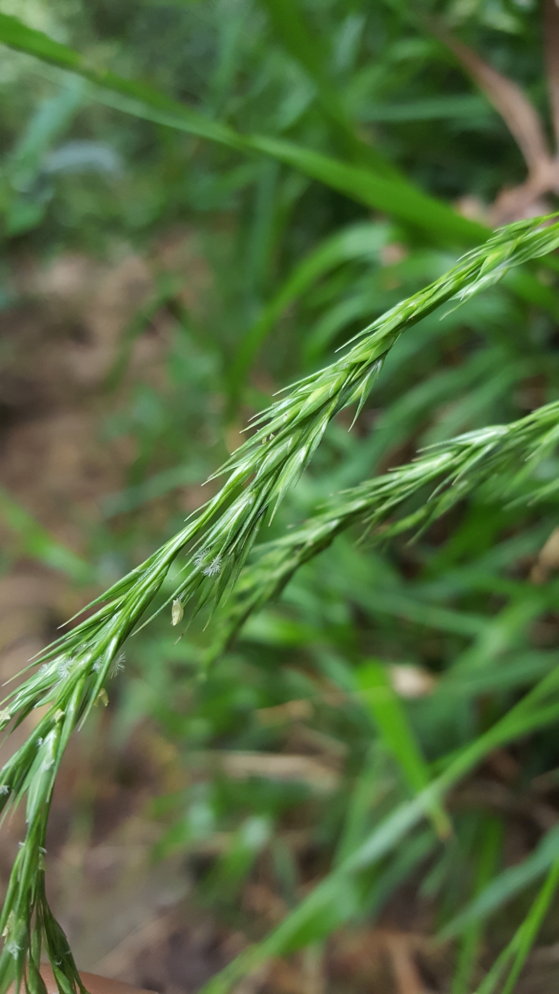 (c) François Rousseu, certains droits réservés (CC BY-NC) https://www.inaturalist.org/observations/101818043