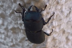 Dorcus parallelipipedus