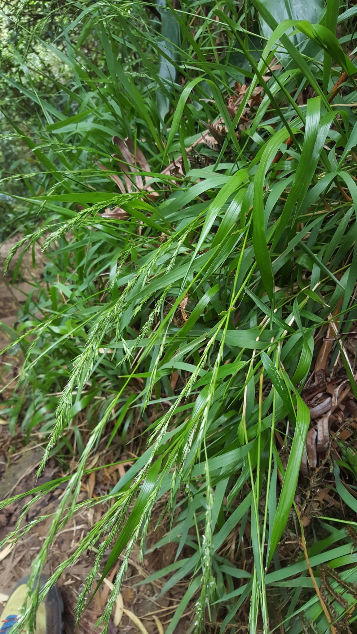 (c) François Rousseu, certains droits réservés (CC BY-NC) https://www.inaturalist.org/observations/101818043