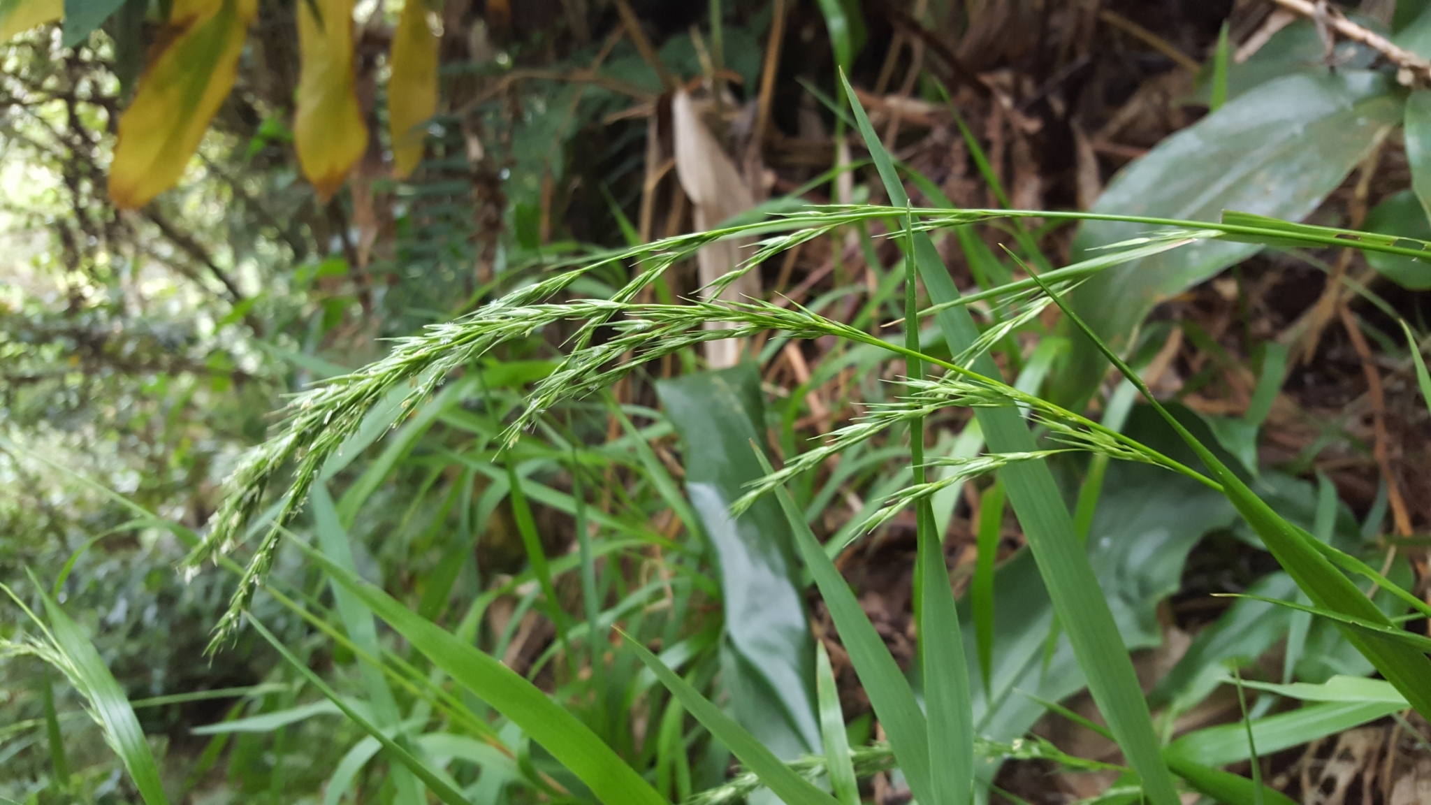 (c) François Rousseu, certains droits réservés (CC BY-NC) https://www.inaturalist.org/observations/101818043