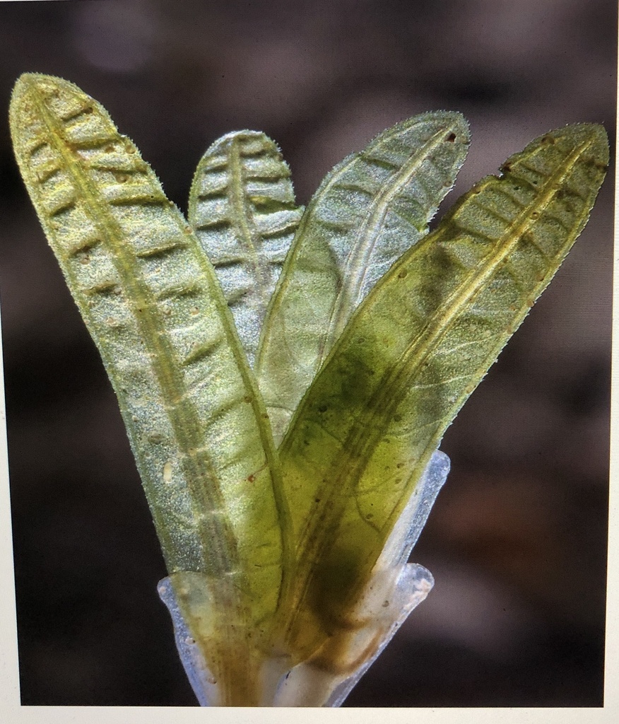 halophila seagrass