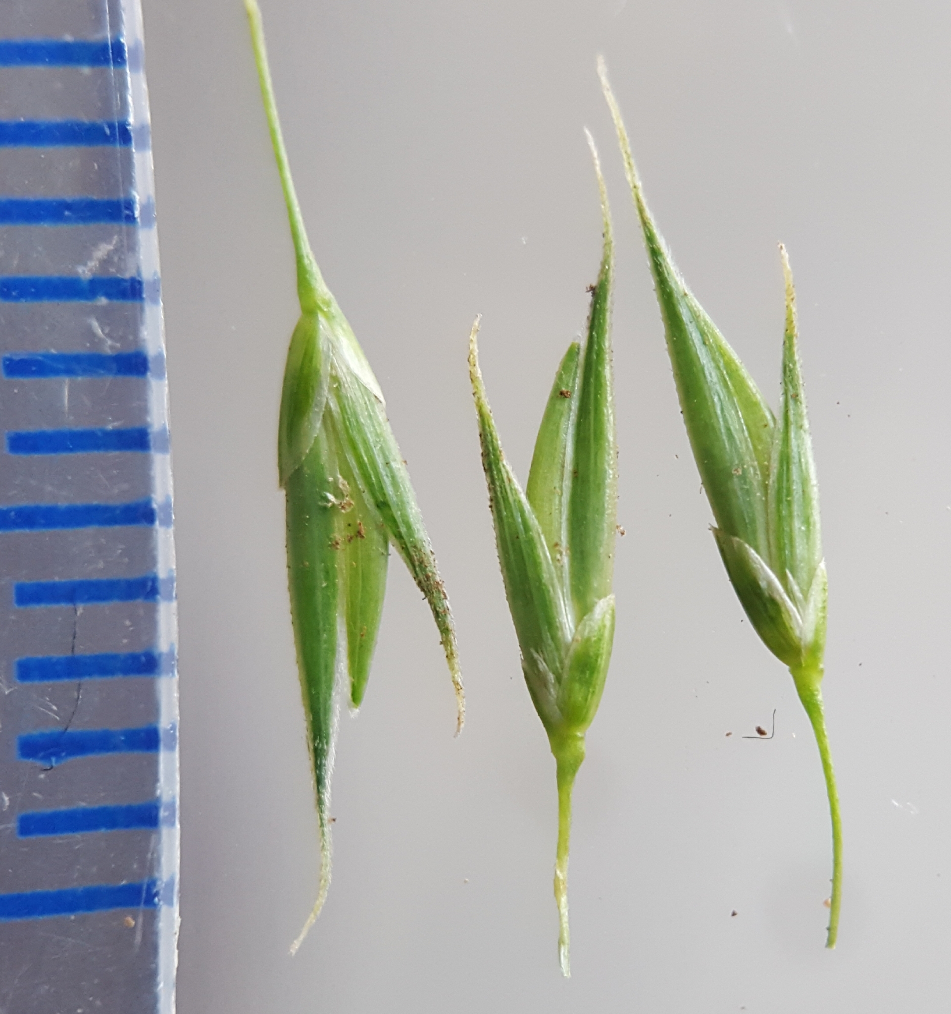 (c) François Rousseu, certains droits réservés (CC BY-NC) https://www.inaturalist.org/observations/101818043