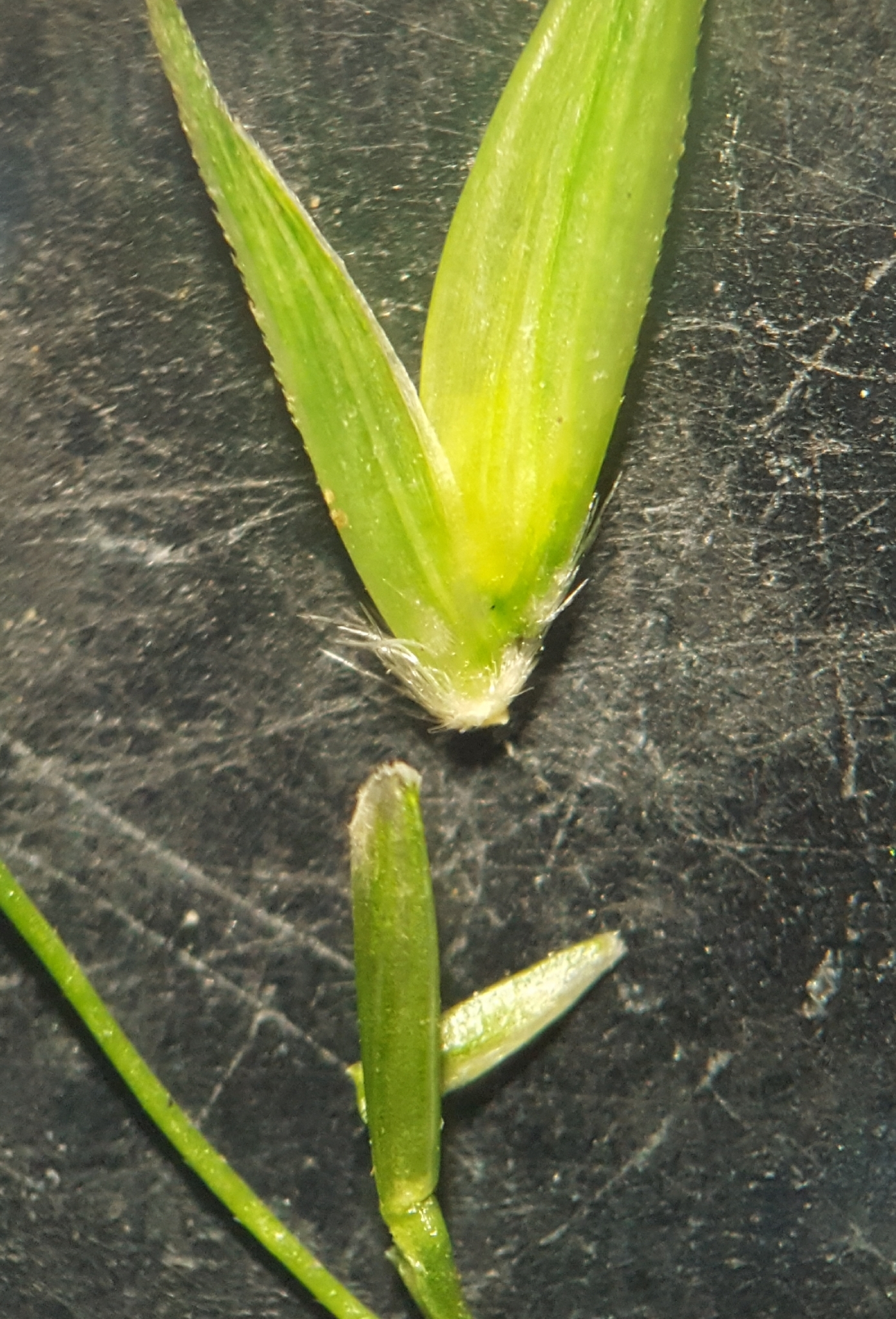 (c) François Rousseu, certains droits réservés (CC BY-NC) https://www.inaturalist.org/observations/101818043