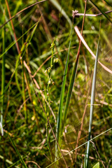 Aspidoglossum gracile