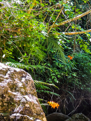 Crocosmia aurea aurea