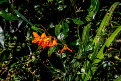 Crocosmia aurea aurea