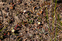 Delosperma subpetiolatum