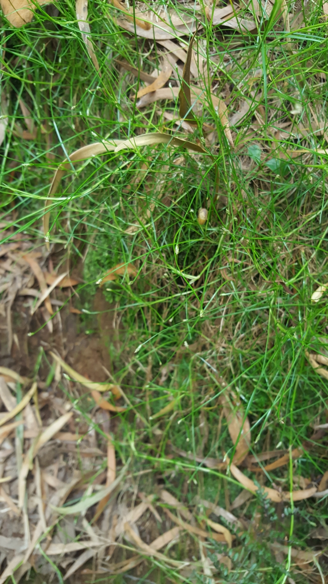 (c) François Rousseu, certains droits réservés (CC BY-NC) https://www.inaturalist.org/observations/101818153