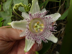 Passiflora adenopoda