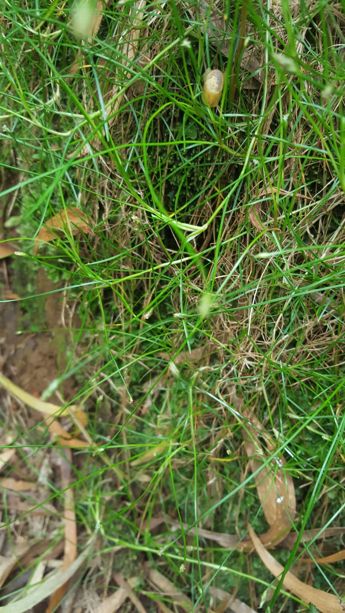(c) François Rousseu, certains droits réservés (CC BY-NC) https://www.inaturalist.org/observations/101818153