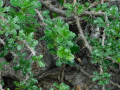 Pachypodium saundersii