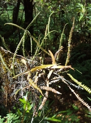 Melpomene flabelliformis