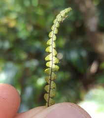 Melpomene flabelliformis