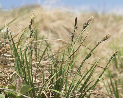 Carex bigelowii