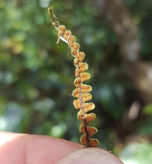 Melpomene flabelliformis