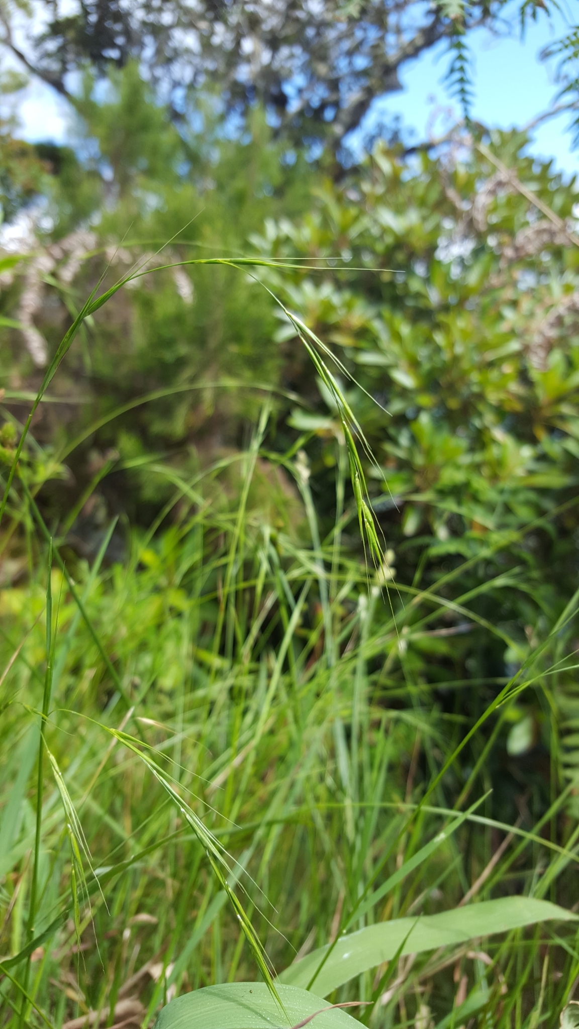 (c) François Rousseu, certains droits réservés (CC BY-NC) https://www.inaturalist.org/observations/101818198