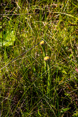 Helichrysum auriceps