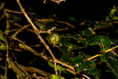 Memecylon bachmannii