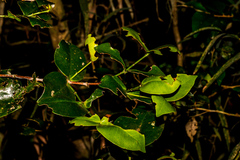 Memecylon bachmannii