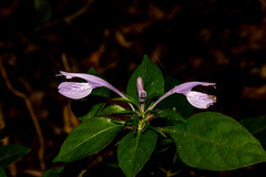 Isoglossa cooperi
