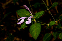 Isoglossa cooperi