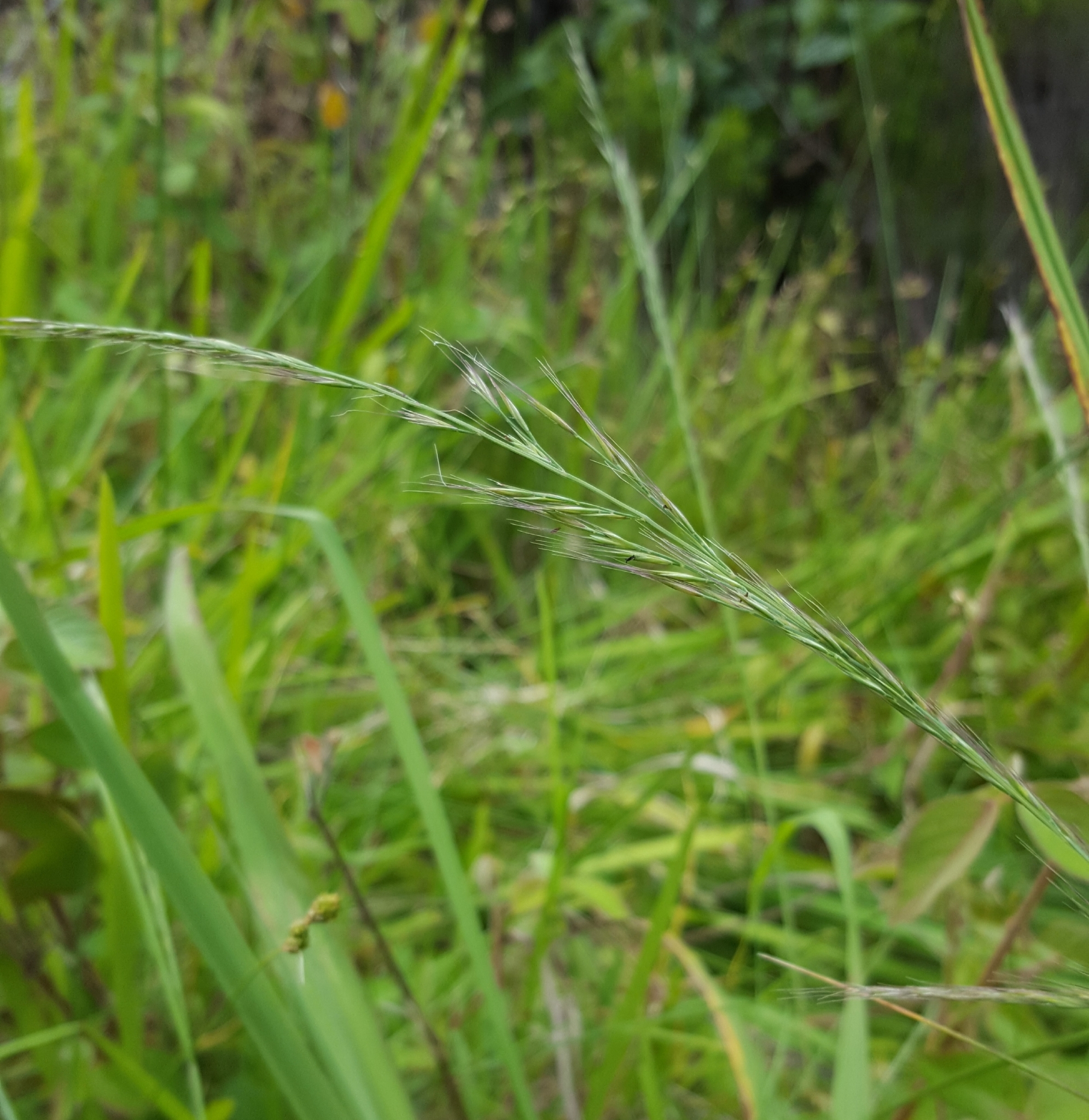 (c) François Rousseu, certains droits réservés (CC BY-NC) https://www.inaturalist.org/observations/101818241