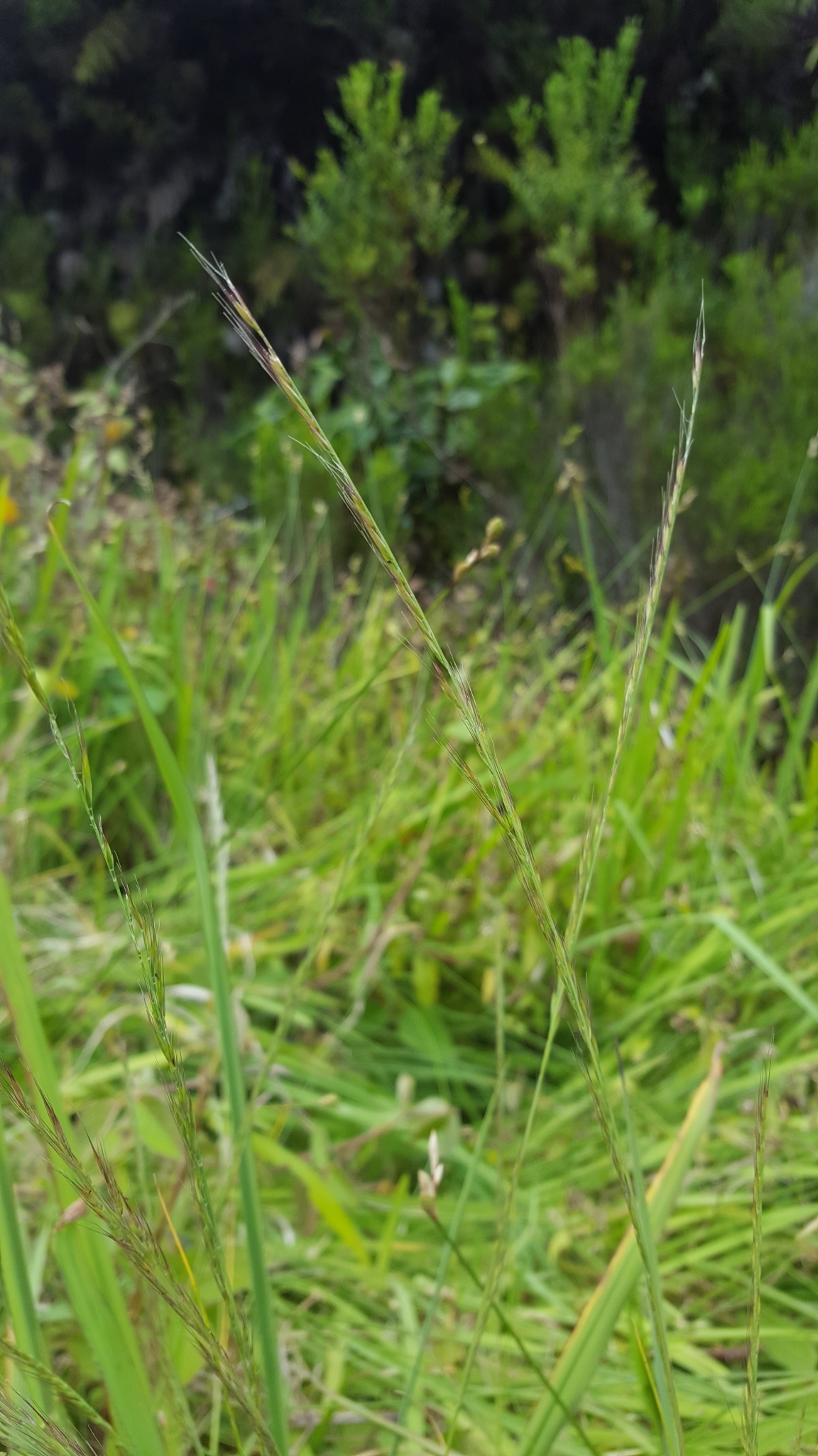 (c) François Rousseu, certains droits réservés (CC BY-NC) https://www.inaturalist.org/observations/101818241