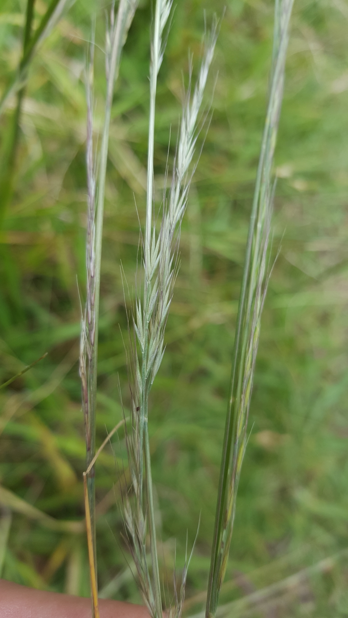 (c) François Rousseu, certains droits réservés (CC BY-NC) https://www.inaturalist.org/observations/101818241