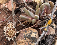 Cephalophyllum curtophyllum