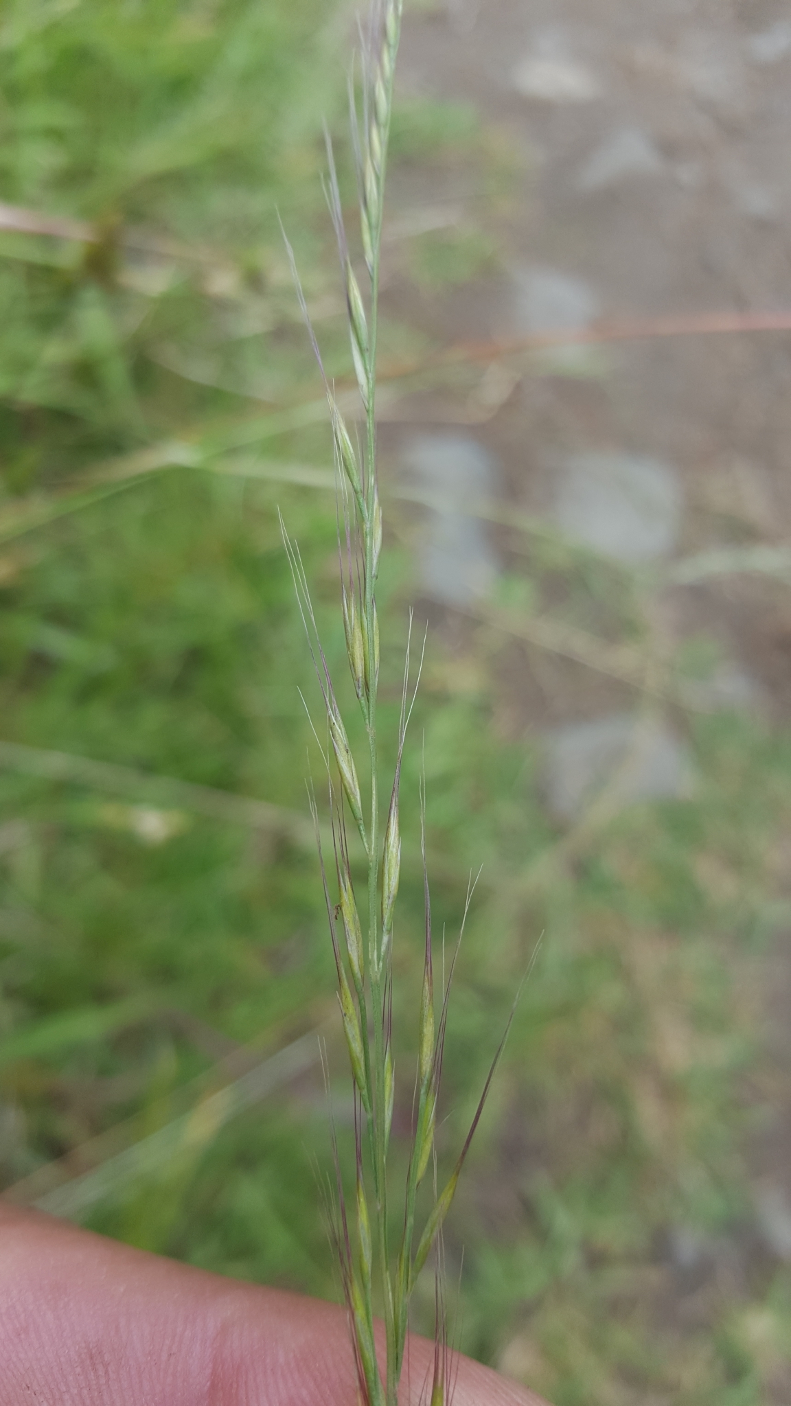 (c) François Rousseu, certains droits réservés (CC BY-NC) https://www.inaturalist.org/observations/101818241