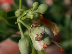 Eurystylus bellevoyei