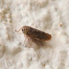 Euscelidius variegatus