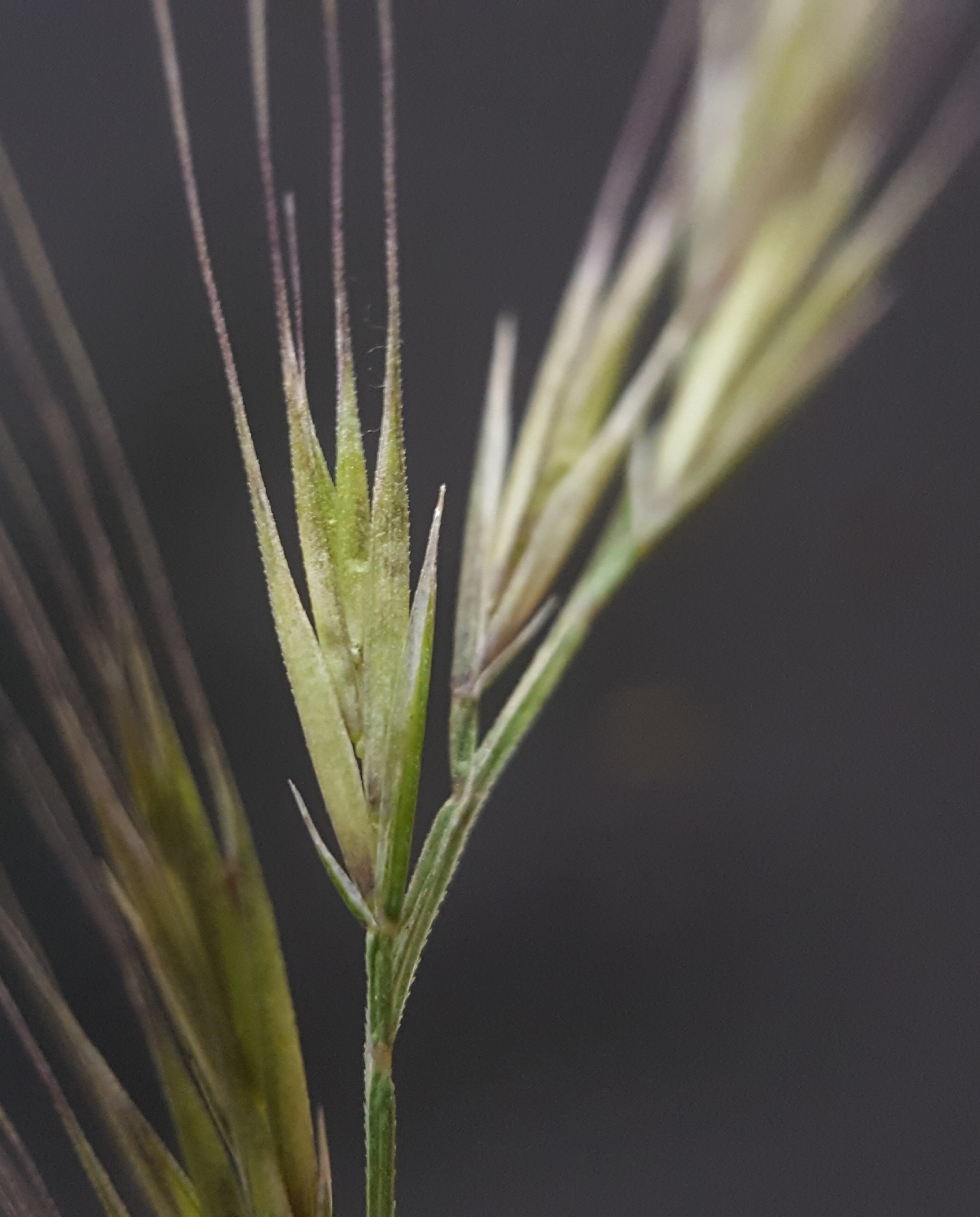 (c) François Rousseu, certains droits réservés (CC BY-NC) https://www.inaturalist.org/observations/101818241