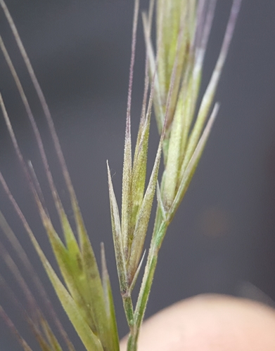 Festuca myuros image