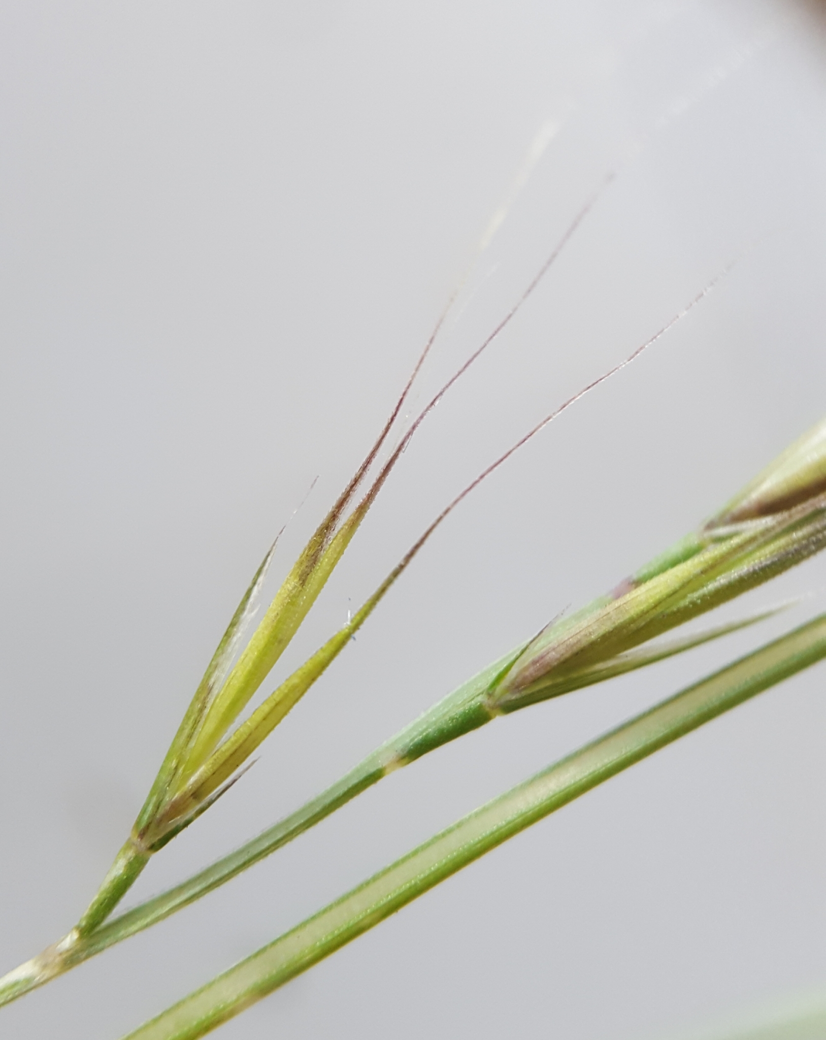 (c) François Rousseu, certains droits réservés (CC BY-NC) https://www.inaturalist.org/observations/101818241