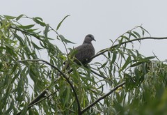 Streptopelia chinensis